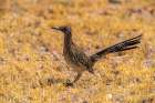 USA, Texas, Big Bend National Park. Greater roadrunner hunting for prey. Art Print